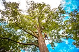 Best Lot and Land Clearing  in Wake Village, TX