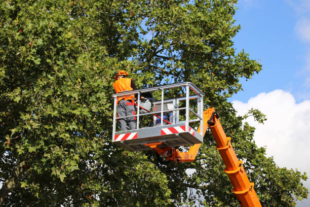 Trusted Wake Village, TX  Tree Services Experts