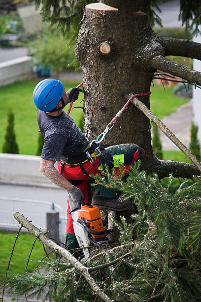 Best Tree Health Inspection  in Wake Village, TX