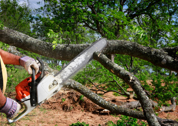 Best Weed Control  in Wake Village, TX